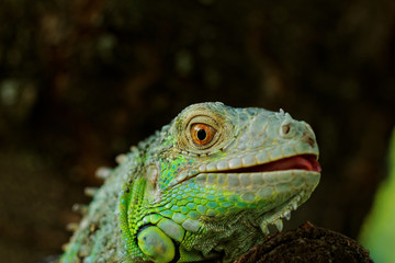 portrait about a green iguana