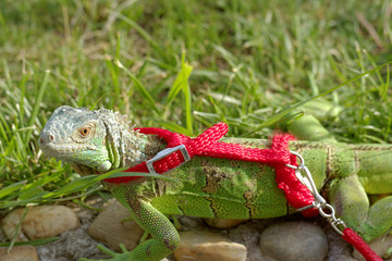 Obraz premium green iguana on a leash