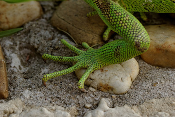 green iguana feet