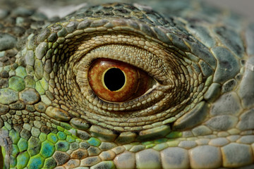 green iguana eye