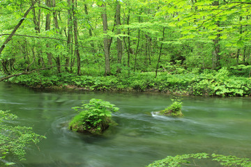 Oirase stream in Aomori, Japan