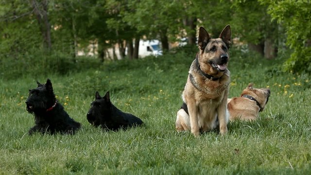 group of dogs in the park