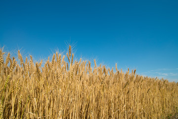 wheat field
