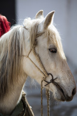 Horse head in Tibet