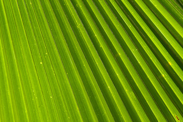 Fototapeta premium Abstract image of Green Palm leaves in nature