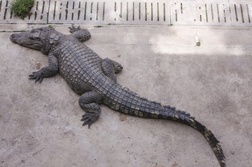 Crocodile on a farm, Thailand