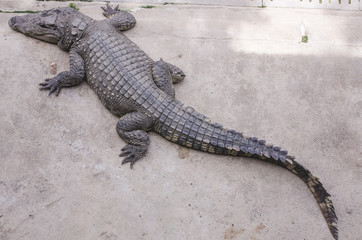 Crocodile on a farm, Thailand