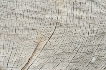 Fototapeta premium Grunge of texture wood materials background