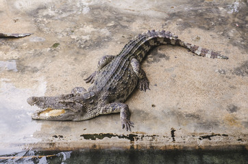 Crocodile on a farm, Thailand