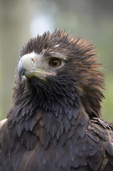 wedge tailed eagle