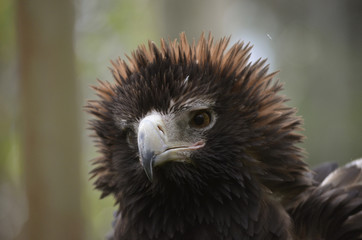 wedge tailed eagle