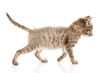 walking kitten. isolated on white background