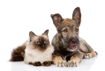 cat and puppy together. looking away. isolated on white 