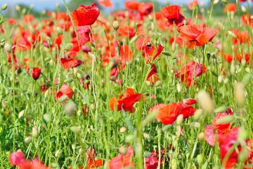 Field of red wild poppies on a sunny day