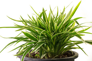 Striped Dracaena Plant