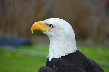Weißkopfseeadler