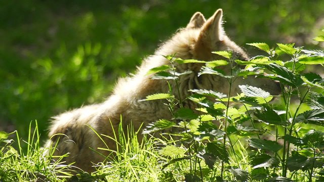 Wolf