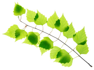 Birch twig with green leaves