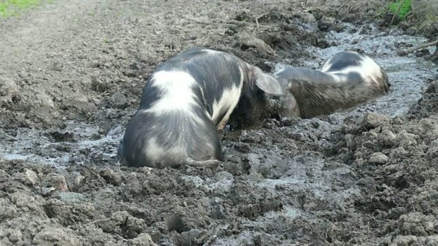 Schweine suhlen sich im Schlamm