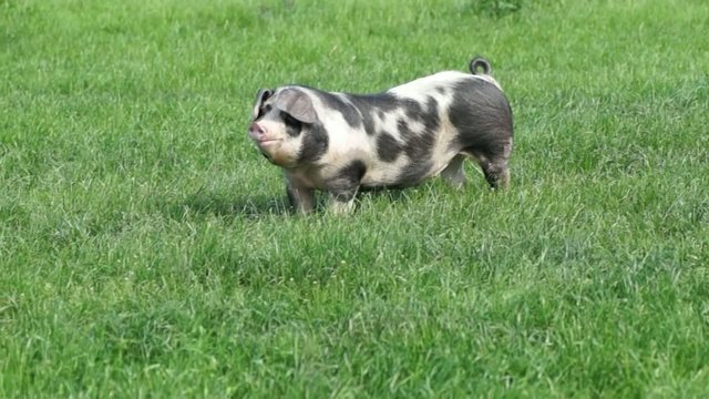 wildes Schwein, bunte Bentheimer Schweine