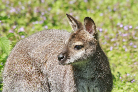 wallabie de bennett