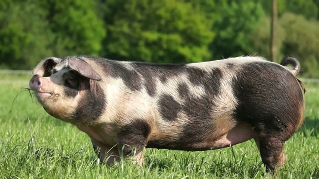Buntes Bentheimer Landschwein