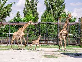 giraffes and baby
