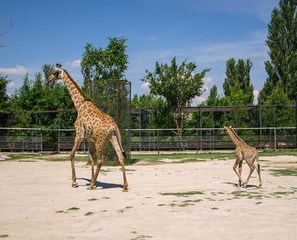 giraffe and baby