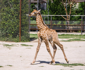 Naklejka premium baby giraffe
