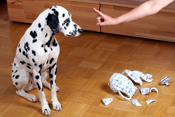 Hund mit zerstörter Kanne wird gedroht