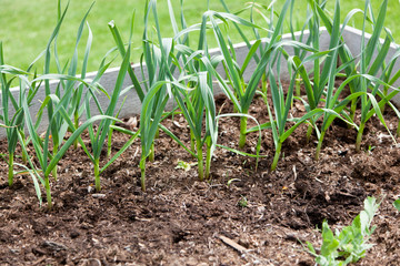 Garlic Greens in Raised Bed