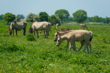 Naklejka na ściany i meble Foals in a herd of wild horses in spring