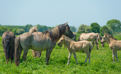 Foal in a herd of wild horses in spring