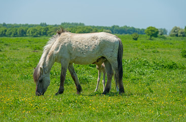 Obraz premium Foal drinking milk in a sunny meadow