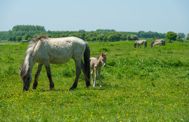 Fototapeta premium Foal and its mother in a sunny meadow