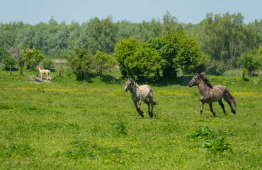 Wild horses running in a sunny meadow