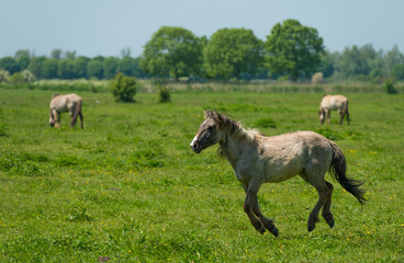 Fototapeta na wymiar Wild horse running in a sunny meadow