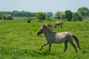 Wild horse running in a sunny meadow