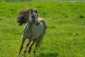 Wild horse running in a sunny meadow