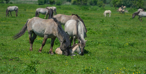 Obraz na płótnie Canvas Horses and foal in a sunny meadow