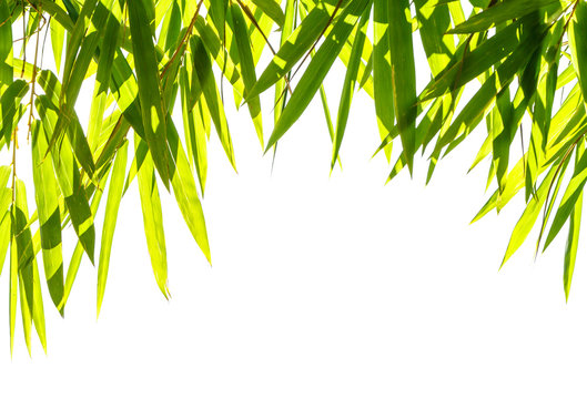 Bamboo leaves