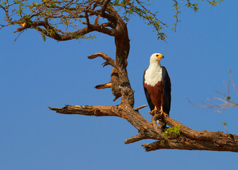Fish Eagle