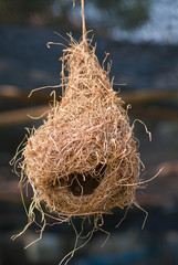 Nest weaverbird
