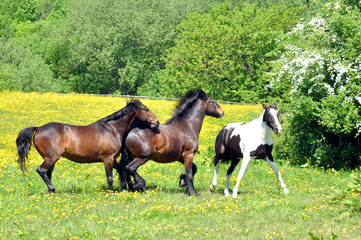 Obraz premium Horses In A Summer Meadow