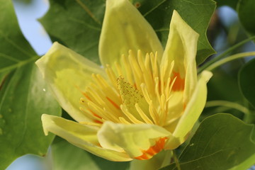 ユリノキの花　-Liriodendron tulipifera-