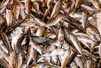 Fische