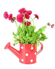 Daisy flowers isolated on white