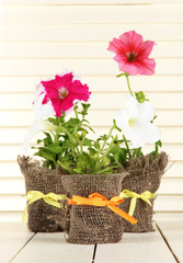 Petunias in pots on wooden background
