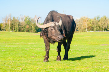 Buffalo portrait