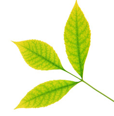 Fototapeta premium Green leaves isolated on white